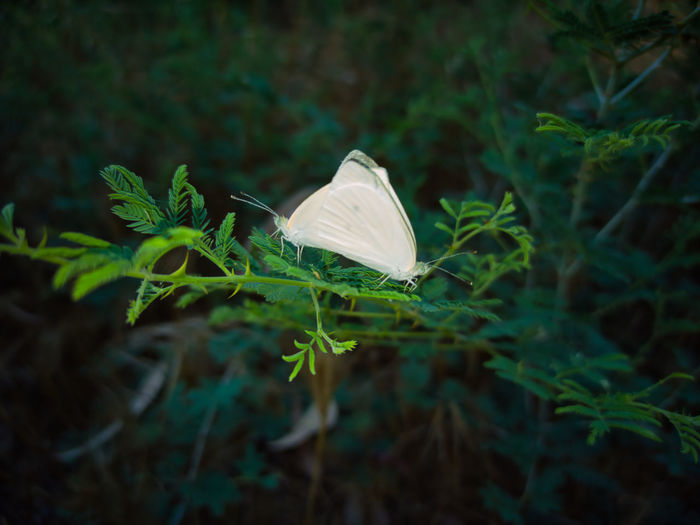 nature