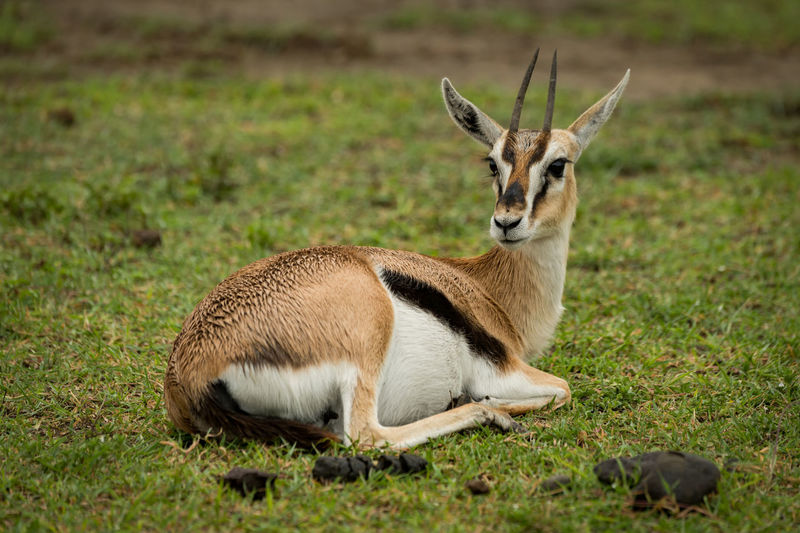 Gazelle lying on field
