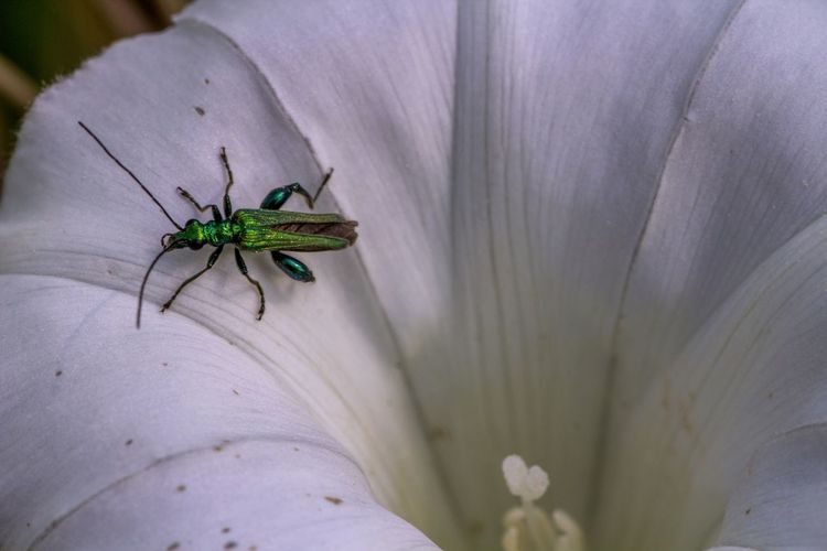 High angle view of oedemera nobilis on white flower