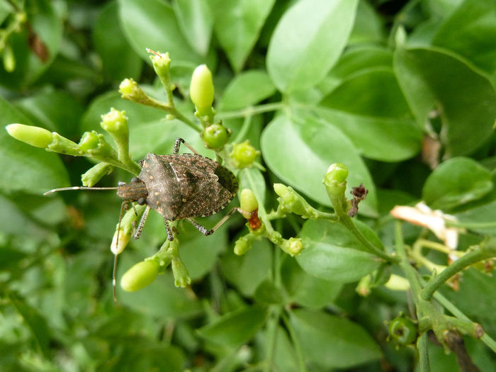 Close-up of insect on plant