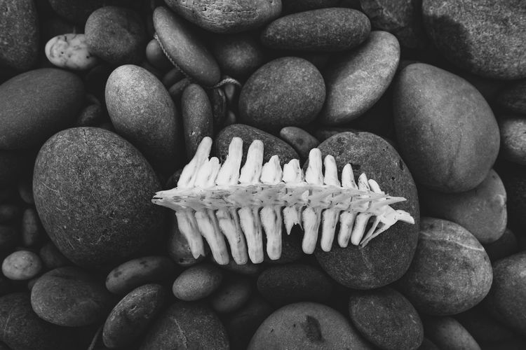 High angle view of animal bones on pebbles