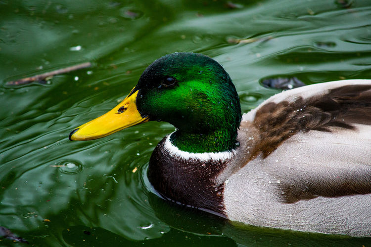 Close-up of mallard duck in lake