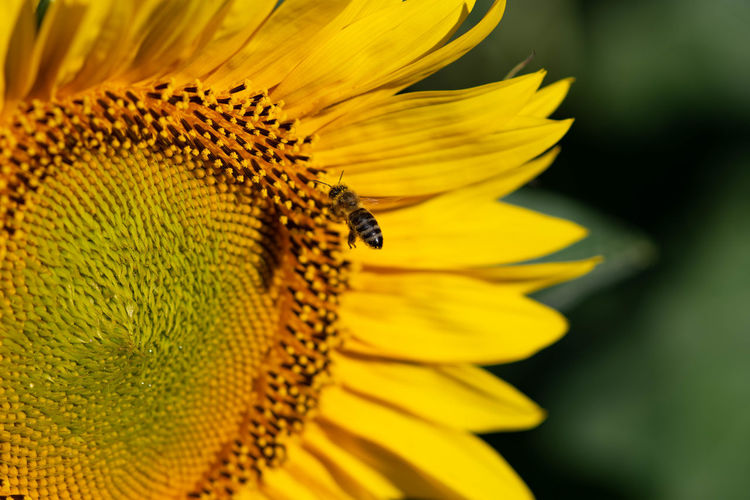 Close-up of insect on sunflower