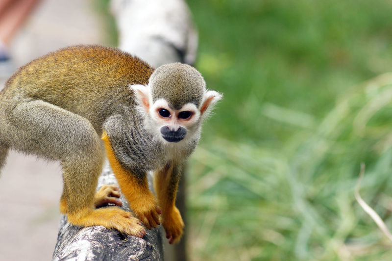 Close-up of squirrel monkey sitting outdoors
