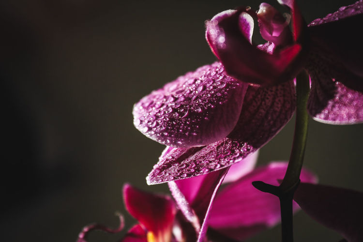 Close-up of pink rose flower against black background