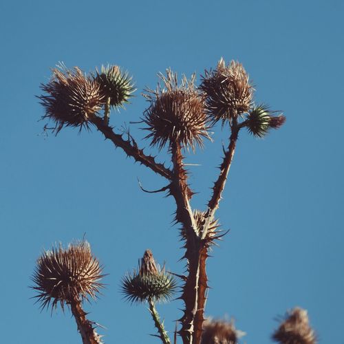 Low angle view of trees against clear blue sky