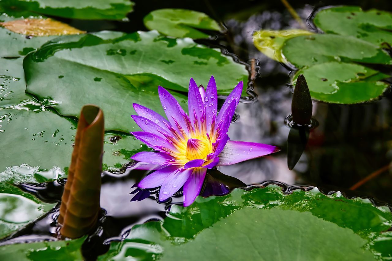 flower, nature, flowering plant, leaf, plant, plant part, green, beauty in nature, water, freshness, water lily, purple, pond, fragility, petal, flower head, growth, macro photography, inflorescence, close-up, floating, pink, lotus water lily, lily, floating on water, garden, wildflower, no people, aquatic plant, blossom, outdoors, day, pollen, springtime, botany