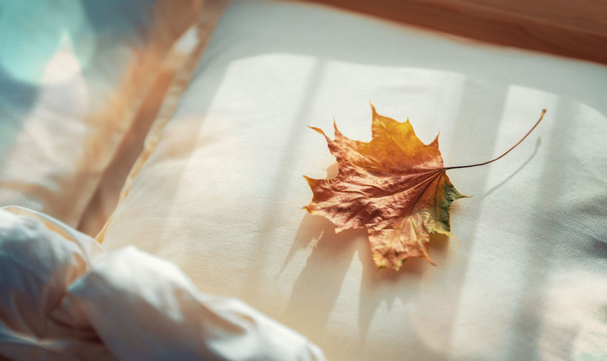 Autumn maple leaf on pillow. top view
