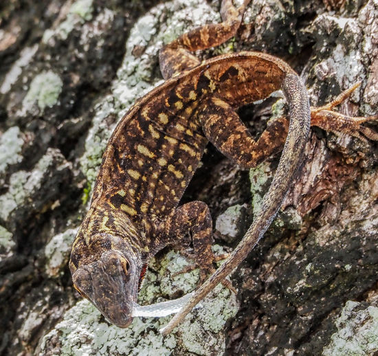 Close-up of lizard on tree as it eats its skin