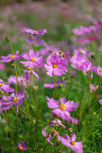 Close-up of pink cosmos flowers on field
