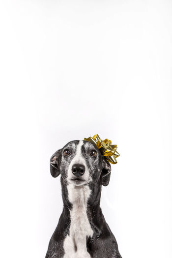 Funny greyhound with a yellow gift bow on his head