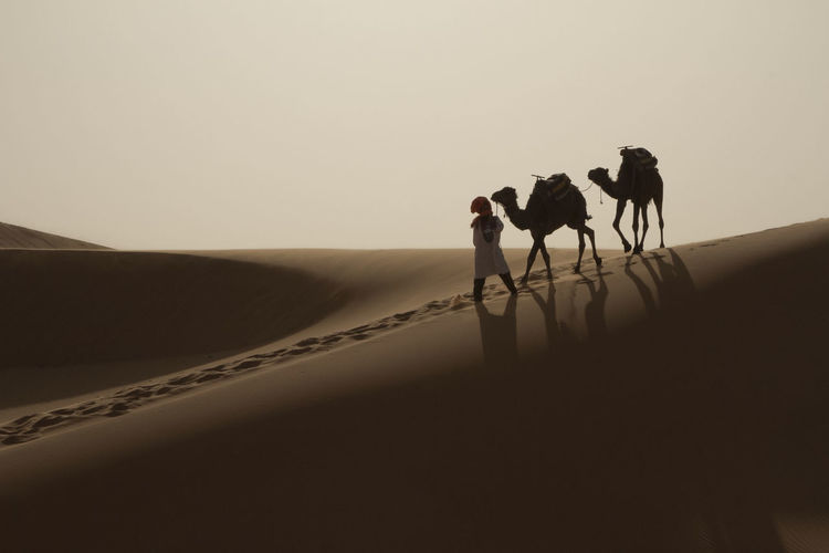 Camels with herder walking at desert