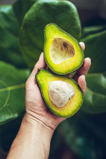 Cropped hand holding avocado over plants
