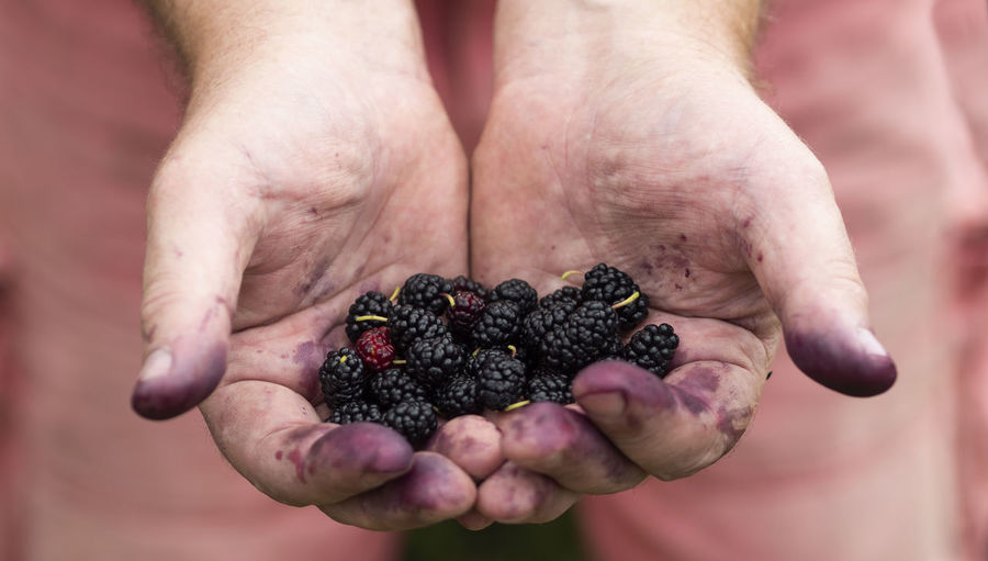 Male hands, smeared with blue juice, keep the mulberry berries