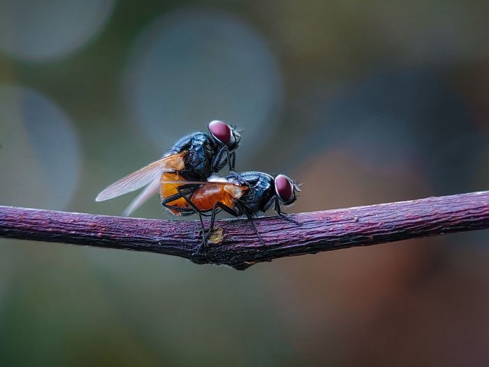 Close-up of insect perching on twig
