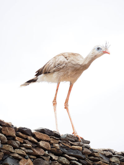 Close-up of bird against clear sky
