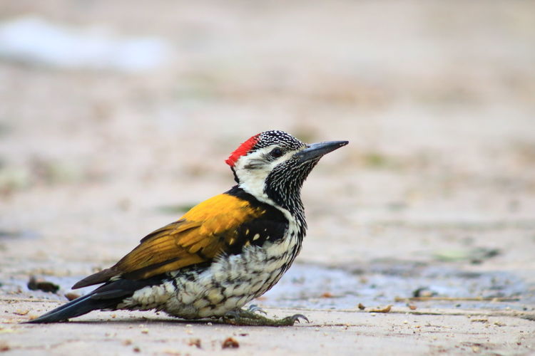 Side view of woodpecker on field