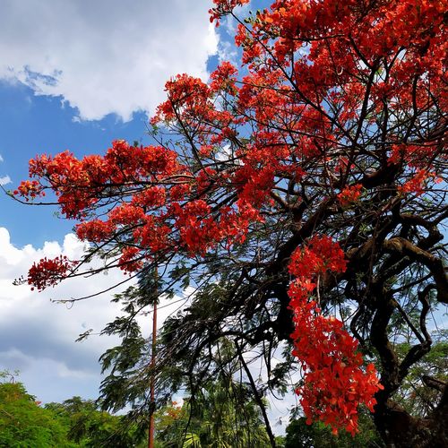 Low angle view of red flowering tree against sky