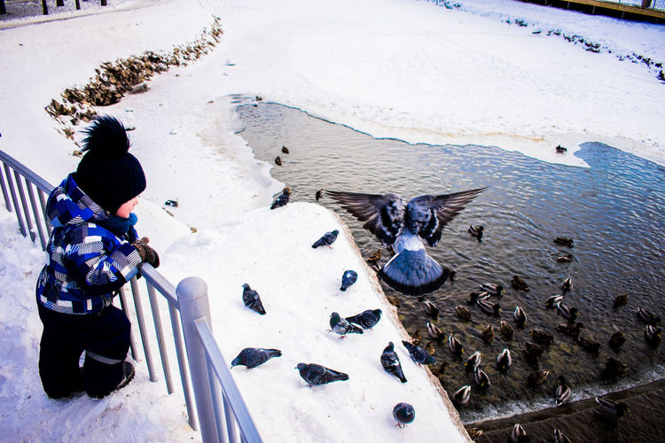 High angle view of boy looking at pigeons in lake during winter