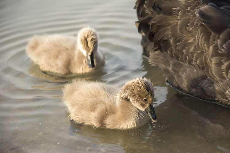 High angle view of swan swimming in lake