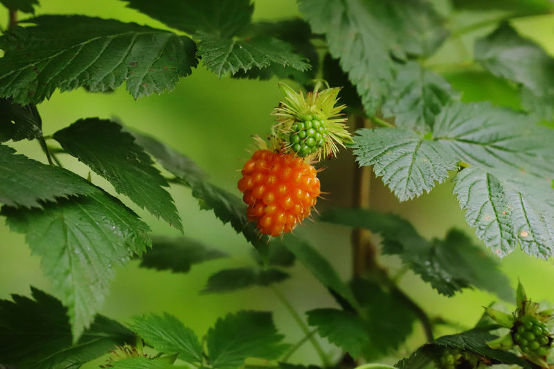 Close-up of strawberries growing on plant
