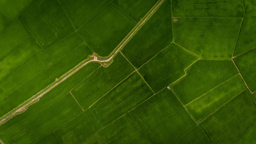 High angle view of leaf on field