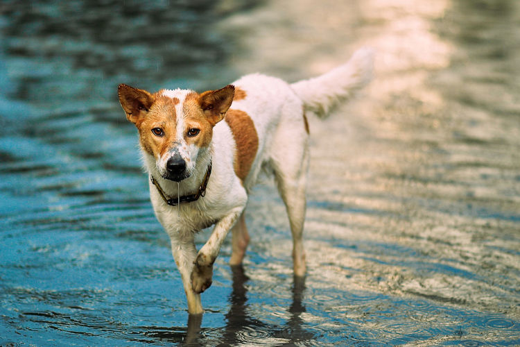 Portrait of dog standing in water