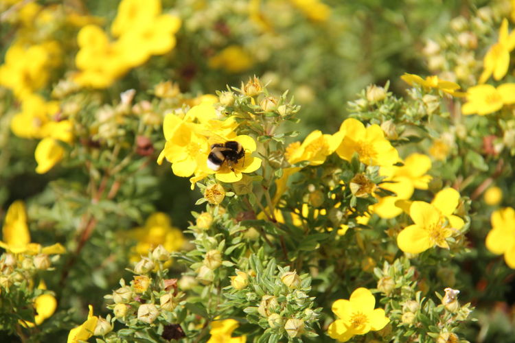 Bumblebee pollinates yellow flowers