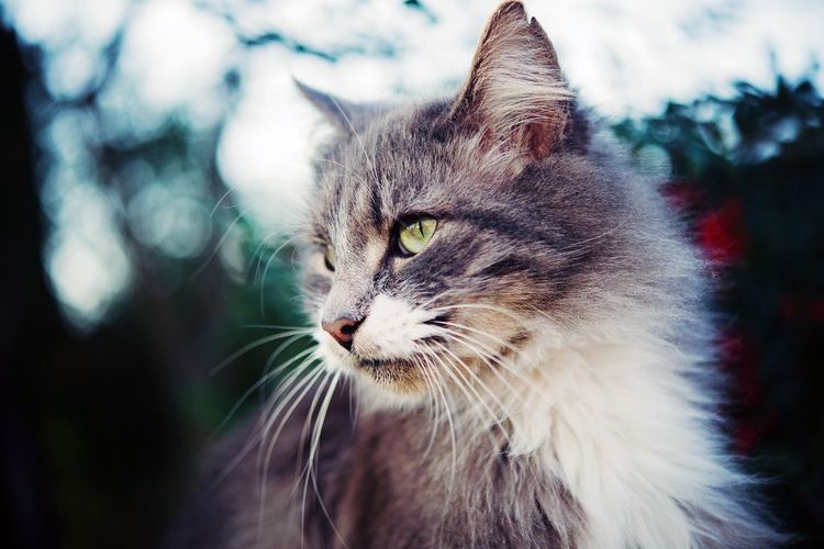 Close-up of cat looking away
