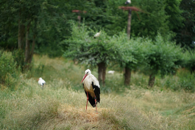 White stork, ciconia ciconia in its natural habitat