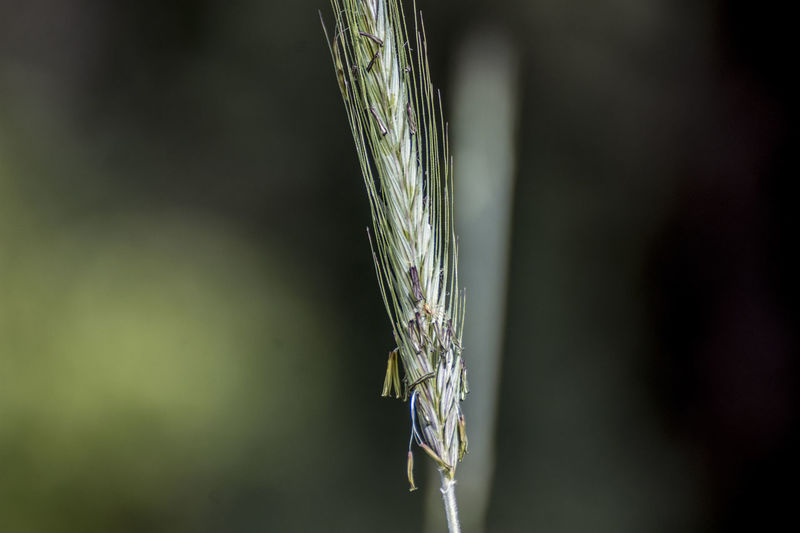 Close-up of a crops