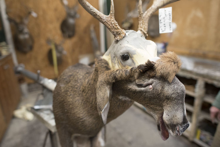 Fur hangs from the bust of a deer mount in progress at a taxidermy.