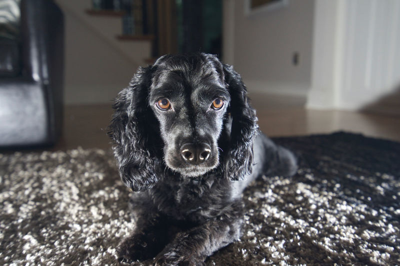 Close-up of black cocker spaniel relaxing on bed at home