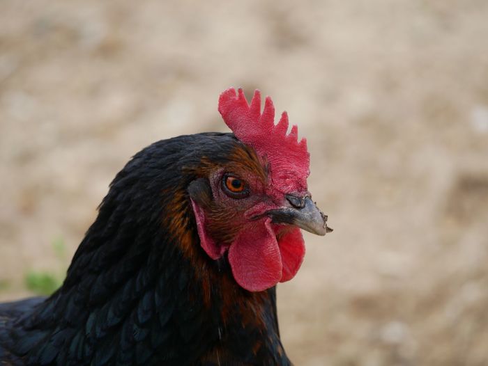 Chicken with its red crest 