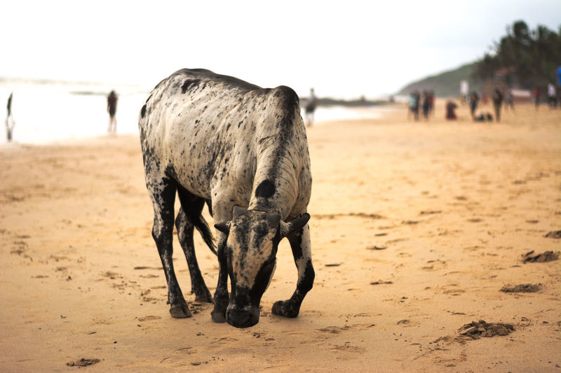 View of cow standing on beach