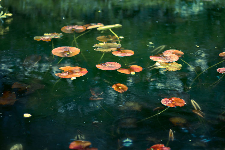 Lily pads growing in lake