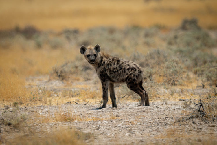 Spotted hyena stands in profile turning head