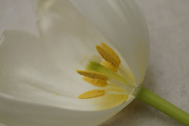 Studio shot of white flower 