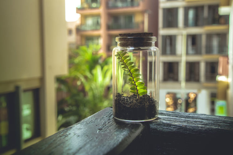 Close-up of potted plant on table