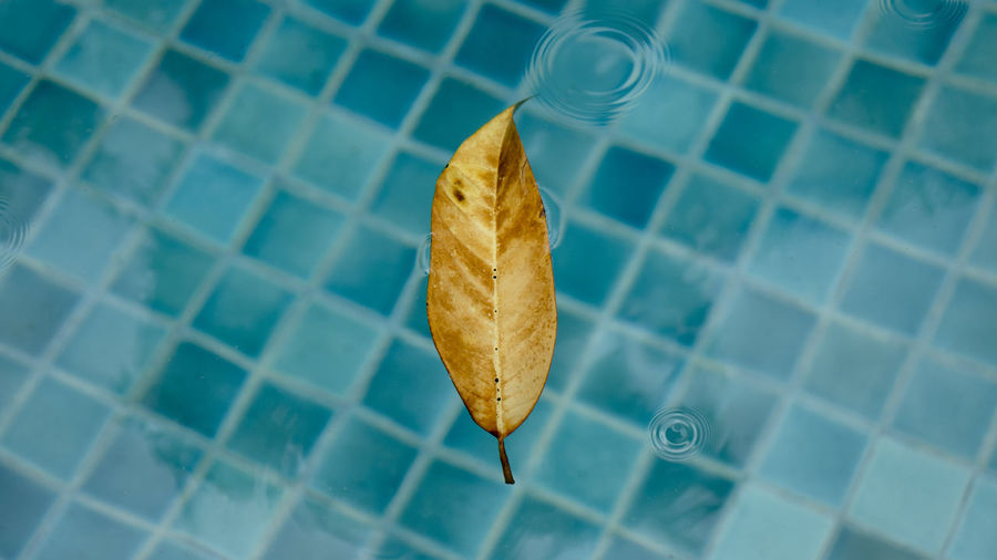 High angle view of leaf floating on water