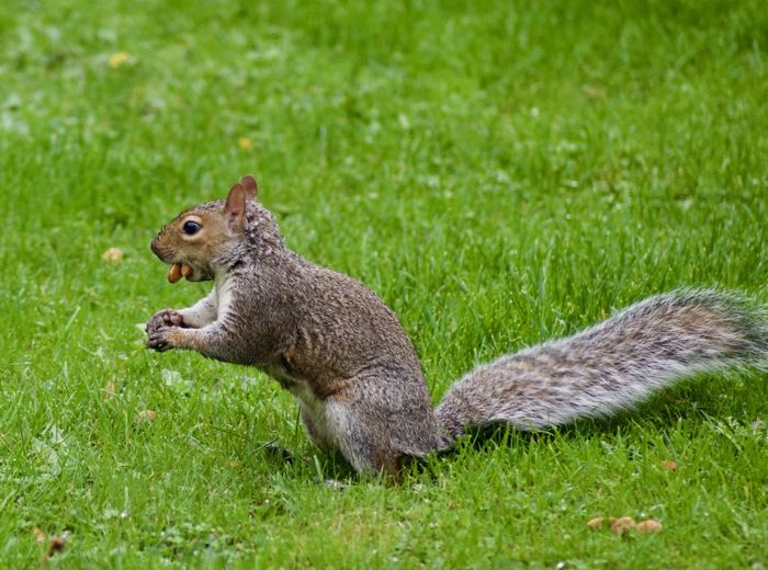 Squirrel eating grass on field