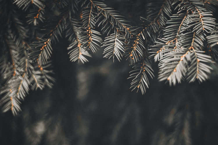Closeup of pine branches and blurred background