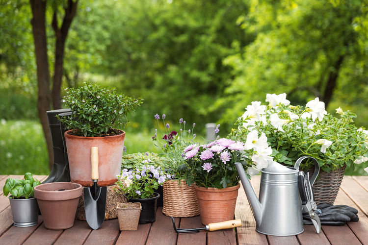 Different potted blooming flowers and herbs, gardening equipment and tools on tree  background