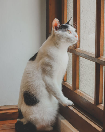 The cat is looking outside