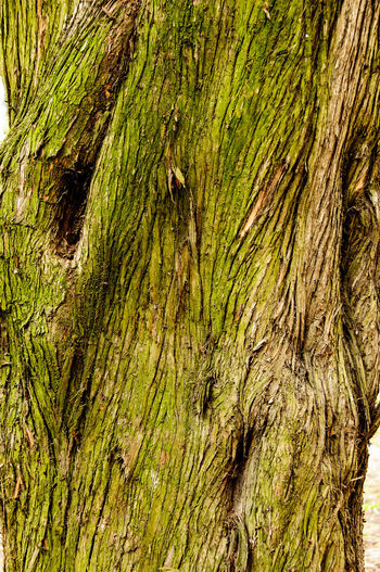 Full frame shot of tree trunk in forest