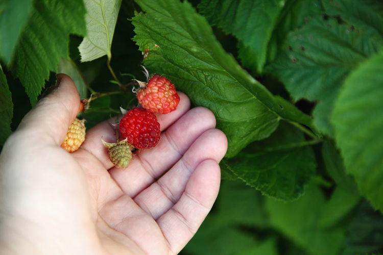 Cropped image of hand holding raspberry on plant in yard
