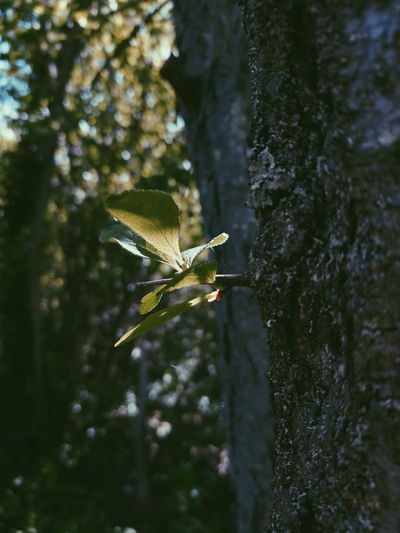 Close-up of butterfly on tree trunk