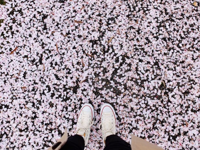 Low section of person standing on cherry blossom petals