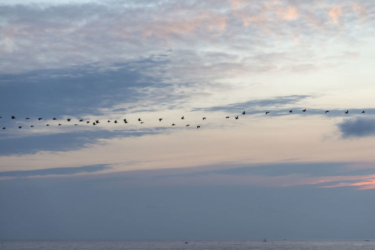 Silhouette birds migrating over sea against sky during sunrise