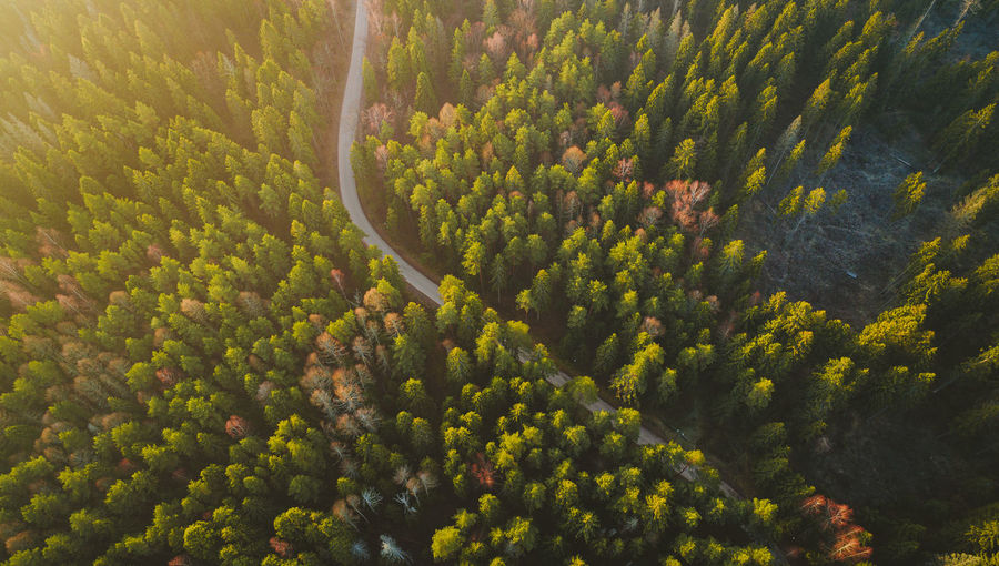 High angle view of trees in forest